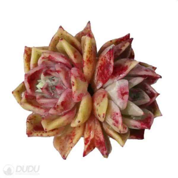 1756114468-1-2826.webp Echeveria Rosaceae Double Head - Image 1