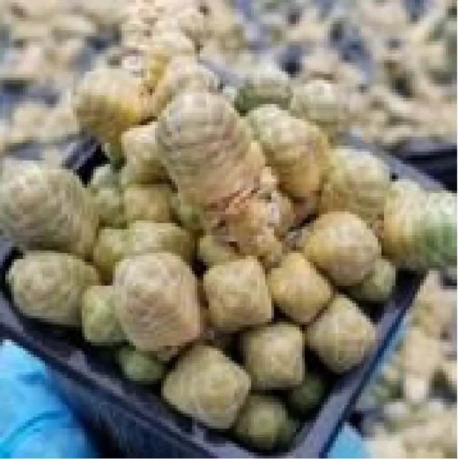 1756114468-1-2827.webp Crassula Jade Toon Clustering - Image 1