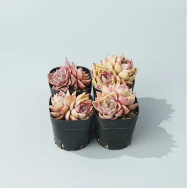 1756114469-2-1854.webp Echeveria Rosaceae Double Head - Image 2