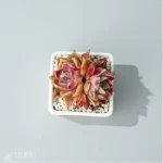 Echeveria Rosaceae Double Head - Image 3