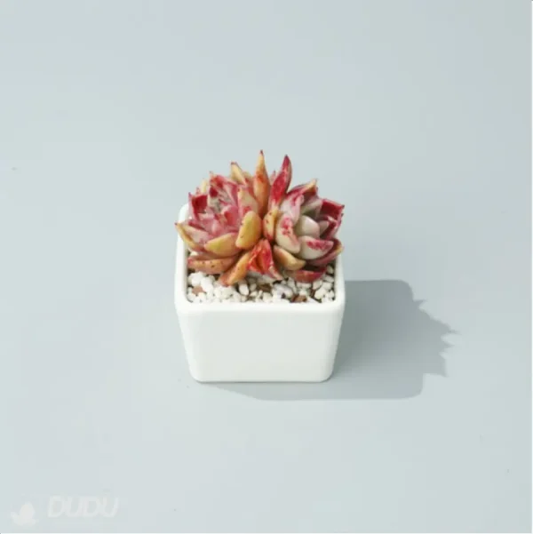 1756114471-4-283.webp Echeveria Rosaceae Double Head - Image 4