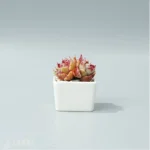 Echeveria Rosaceae Double Head - Image 5