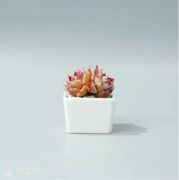 1756114471-5-18.webp Echeveria Rosaceae Double Head - Image 5