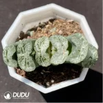 Haworthia Echinocereus blanckii