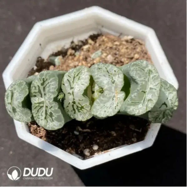 Haworthia Echinocereus blanckii - Image 1