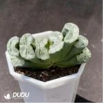 Haworthia Echinocereus blanckii - Image 2