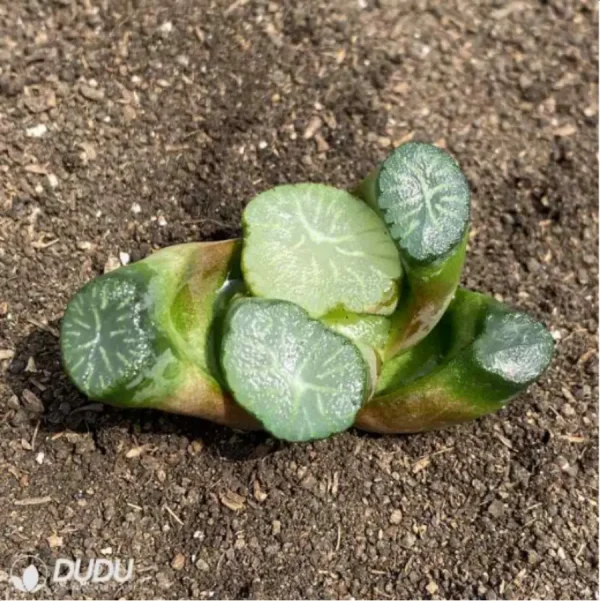 Haworthia South Star - Image 1