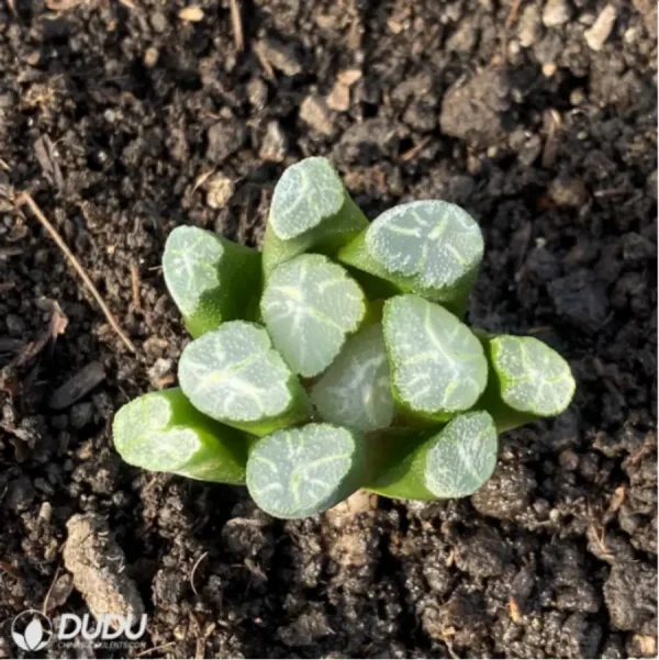 Haworthia Fire cloud - Image 1