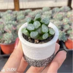 Haworthia Fire cloud - Image 3