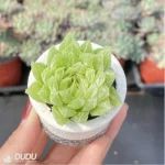 Haworthia decipiens var. decipiens - Image 3