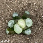 Haworthia White Fuji - Image 2