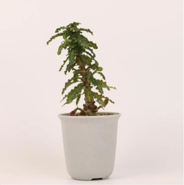 Euphorbiaceae Boswellia nana - Image 1