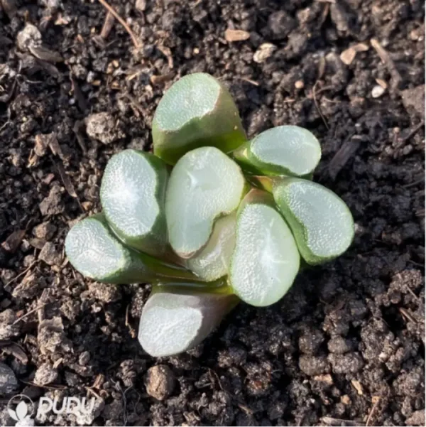 1756114502-1-2806.webp Haworthia Ou Dabao - Image 1