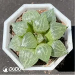 Haworthia spring thunder