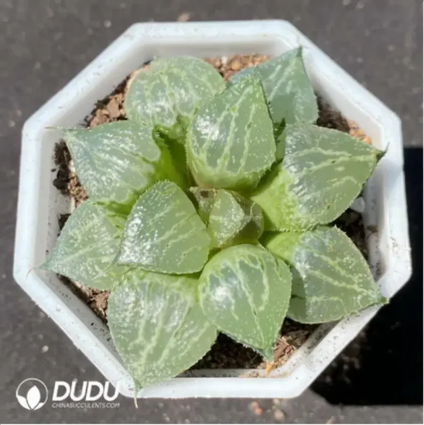 Haworthia spring thunder - Image 1