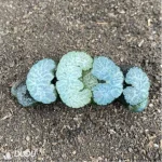 Haworthia Pope - Image 2