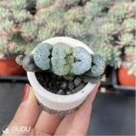 Haworthia Pope - Image 3