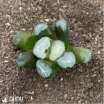 Haworthia big Bang - Image 2