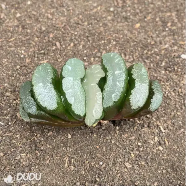 Haworthia Overlord Jade Fan - Image 1