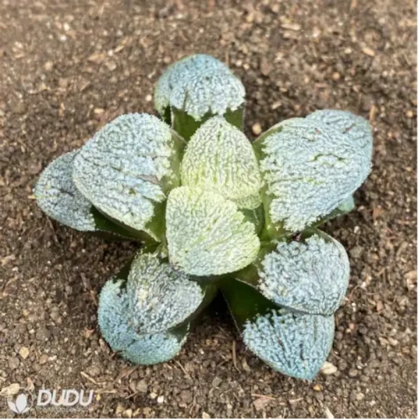 1756114516-1-2801.webp Haworthia Snow demon - Image 1