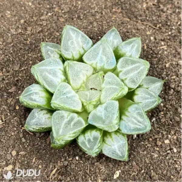 1756114518-1-2800.webp Haworthia Love life magnifica - Image 1