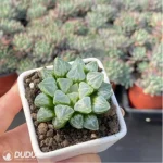 Haworthia Love life magnifica - Image 3
