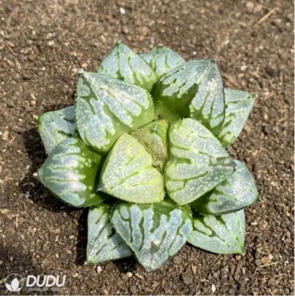 1756114523-2-1827.webp Haworthia Kyo no Nian - Image 2