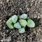 Haworthia Aegle - Image 2