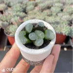 Haworthia Aegle - Image 3