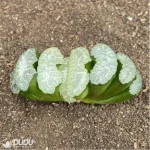 Haworthia Yu Ji - Image 2