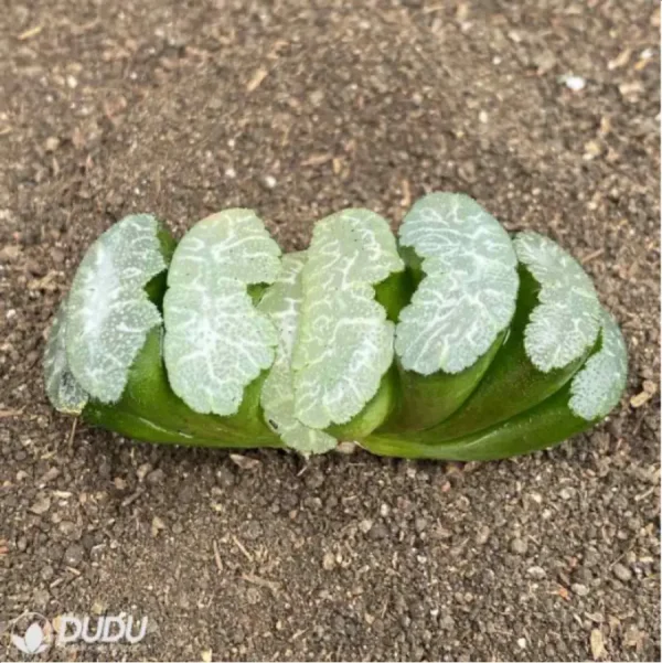 Haworthia Yu Ji - Image 2