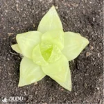 Haworthia cymbiformis variegata