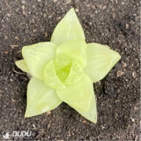 Haworthia cymbiformis variegata - Image 2