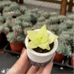 Haworthia cymbiformis variegata - Image 3