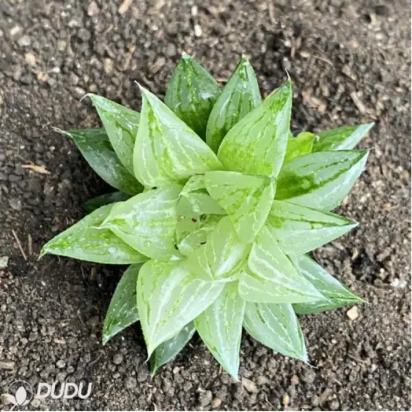Haworthia kegazato Variegate - Image 1