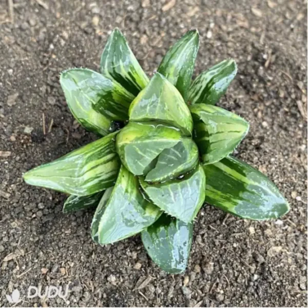 Haworthia heidelbergensis Variegated - Image 1