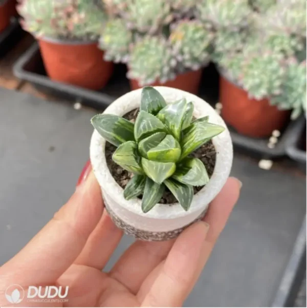 Haworthia heidelbergensis Variegated - Image 2