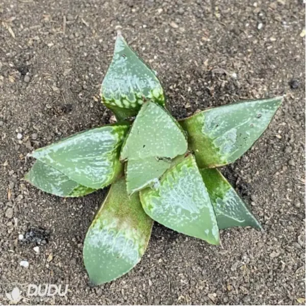 1756114545-1-2784.webp Haworthia badia hybrid - Image 1