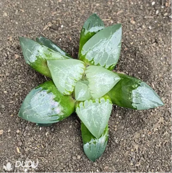 Haworthia Auspicious phoenix - Image 1