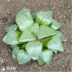 Haworthia Moonlight magnifica