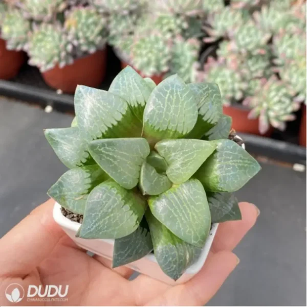 1756114549-3-421.webp Haworthia Moonlight magnifica - Image 3