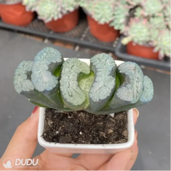 Haworthia Kui Yuqian - Image 3