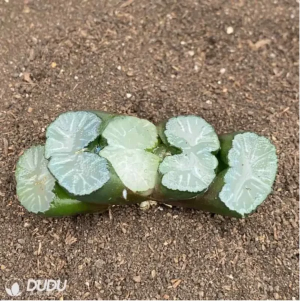 1756114552-1-2770.webp Haworthia Bai Ya - Image 1