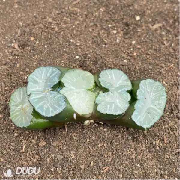 1756114553-2-1800.webp Haworthia Bai Ya - Image 2