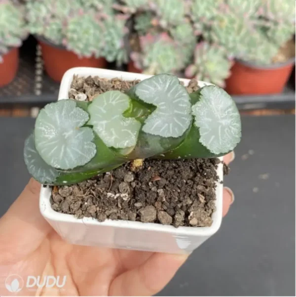 1756114554-3-418.webp Haworthia Bai Ya - Image 3