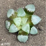 Haworthia fire phoenix - Image 2
