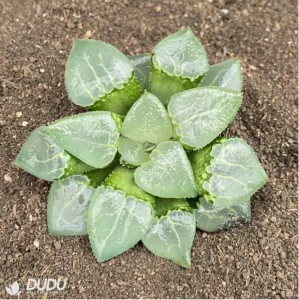 1756114561-1-2764.webp Haworthia glass SCam - Image 1