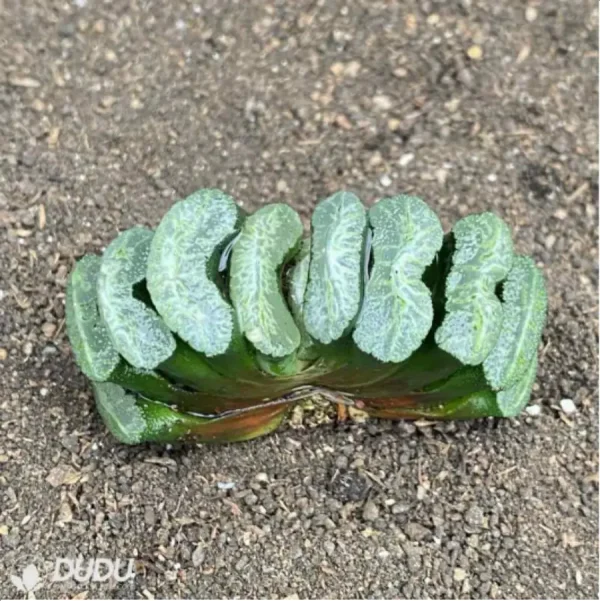 1756114564-1-2757.webp Haworthia Clear glaze - Image 1