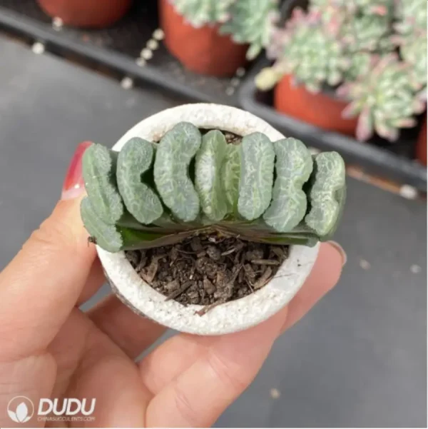 Haworthia Clear glaze - Image 3