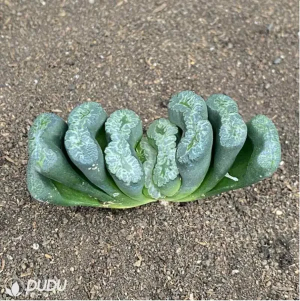 Haworthia SCeen dragon - Image 1